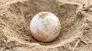 Sea Turtle Egg Hatching Time Lapse 🐢 | Baby Turtles' First Journey to the Ocean