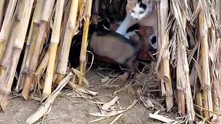 Cat Sleeping in the Weirdest Position Ever! 2