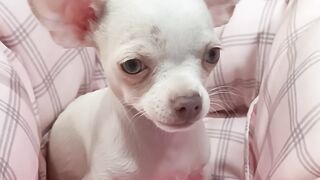Dog cute and adorable.