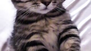 Cat Protecting Owner from a Bug! 2