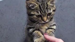 Cat Trying to Drink from a Straw! 3