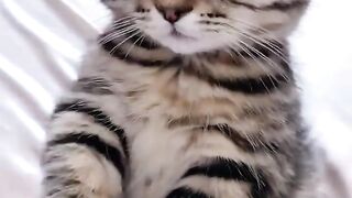 Cat Getting Mad at its Own Tail! 2