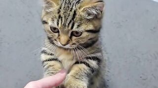 Cat Loving a Belly Rub! Rare Footage! 2