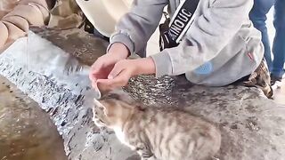 Cat Walking Like a Human! Two Legs! 2
