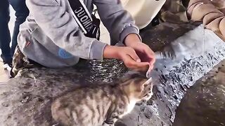 Cat Knocking Everything off the Table! 2