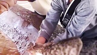 Cat Hiding in a Grocery Bag! Surprise! 2