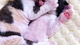 Cat Watching Horror Movie! Scared Reaction! 2