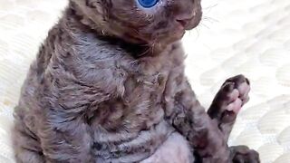 Cat Smiling for the Camera! 📸 2