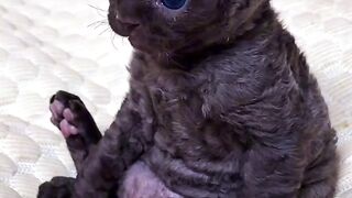 Cat Refusing to Wake Up! Heavy Sleeper! 2
