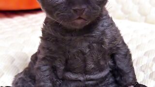 Cat Meowing at the Shower Water! 2