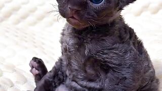 Cat Getting a Brain Freeze! 😂 2