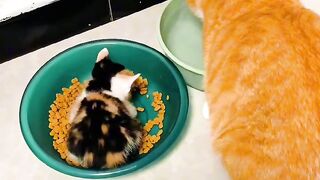 Cat Doing a Perfect Backflip! 2