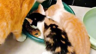 The Most Talkative Cat Ever! 🗣️ 2