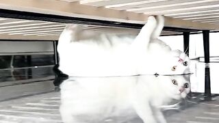 Cat Tries to Catch Fish on TV! 2