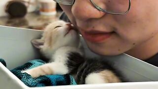 Cat Addicted to Belly Rubs! 2