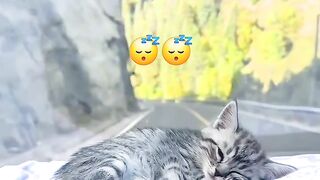 Fierce Cat Protects House from a Bug! 2