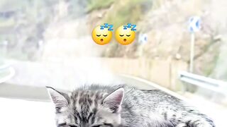 Cat Meets a Mirror for the First Time! 2