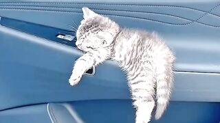 Cat Sneaks into the Fridge Again! 2