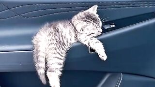 Cat Sings a Duet with Owner! 2