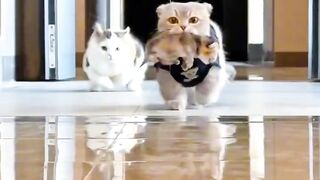 Kitten Tries to Intimidate a Big Dog! 2