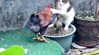 Cat Doing a Perfect Parkour Jump! 2