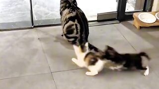 Cat Begging for Ice Cream! 🍦 2