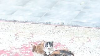 Cat Reacts to Owner's Sneeze! 2