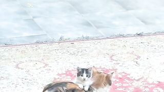 Cat Knocking a Glass off the Table! 2