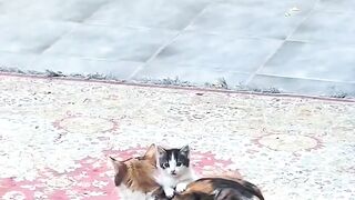 Kitten Learning to Pounce! 2