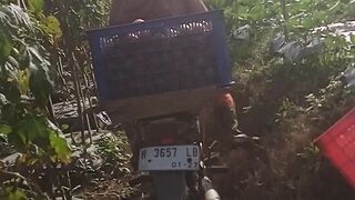 Fresh Tomato Harvest in My Farm