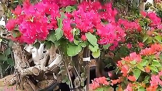 Beautiful flower 19