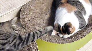 Cat Tries to Fit in a Tiny Box! 2