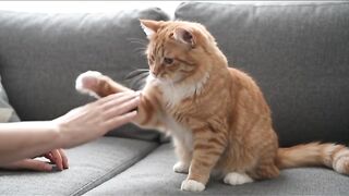 Just playing with my cat