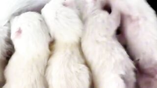 Cat Purring Like a V8 Engine! 2