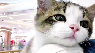 Cat Stealing Owner's Socks! 2