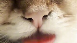 Cat Discovers the Ceiling Fan! 2