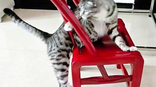Cat Staring at a Ghost in the Hallway! 2