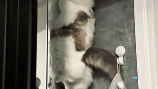 Cat Refusing to Give Up the Remote! 2