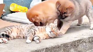 Kitten Learning to Meow! 🥺 2