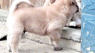 Cat Stealing a Hair Tie! 2
