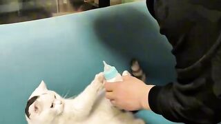 Cat Fighting its Own Tail in Circles! 2