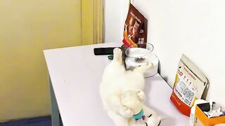 Cat Trying to Catch Drops of Water! 2