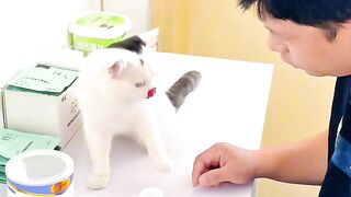 Cat Hugging a Dog to Sleep! 2