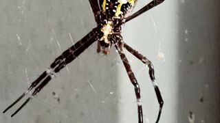 Little spiders