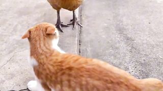 Cat Meets a Hedgehog! 🦔 2