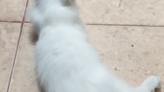 the cat wants to eat fish