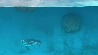 Sea turtle in the water