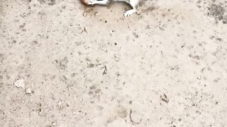 A Cute Squirrel Eating Food ❤️😍