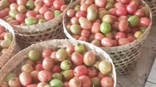 Fresh Tomato Harvest in My Farm 2