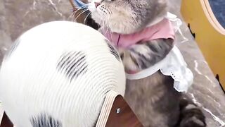 Crazy 3 AM Cat Zoomies Caught on Tape! 3